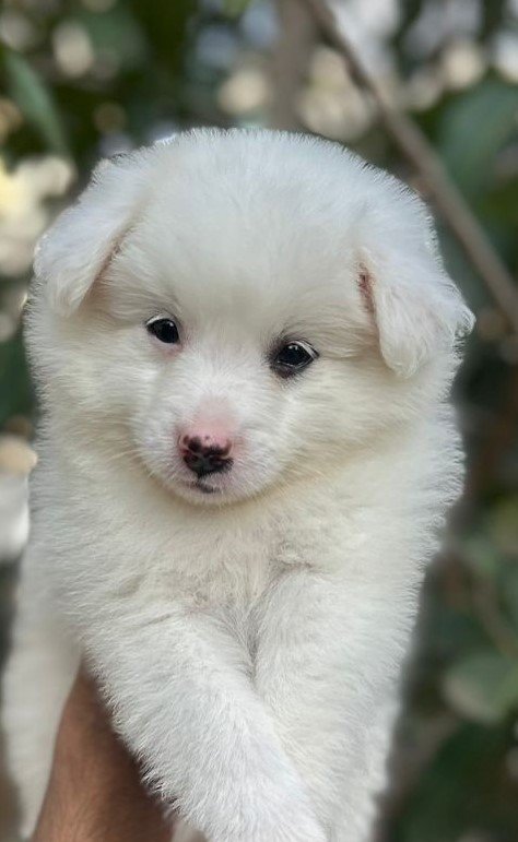 Order Female Pomeranian Puppy from Ahmedabad